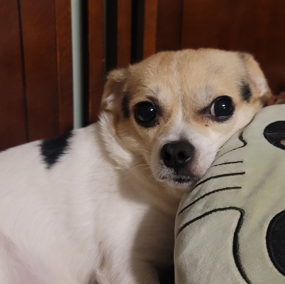 Meet your Posher, Jessica - Picture 4 of 9